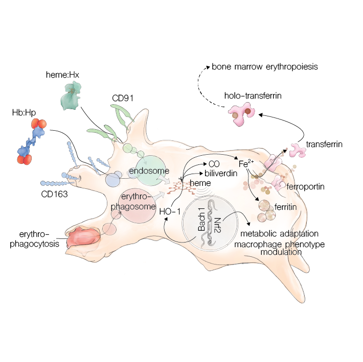 research primers_erygtytrophagocyte1