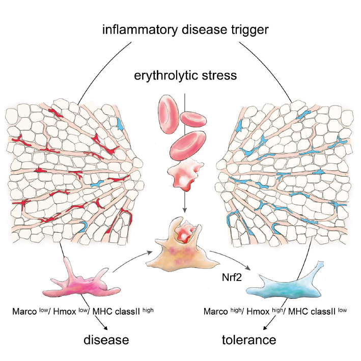 research primers_erythrophagocyte2