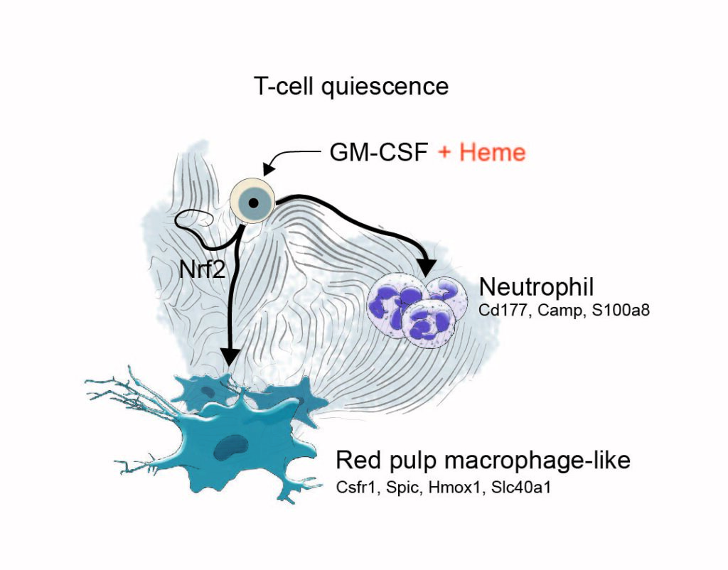 Graphical_Abstract_CDD_2022_right